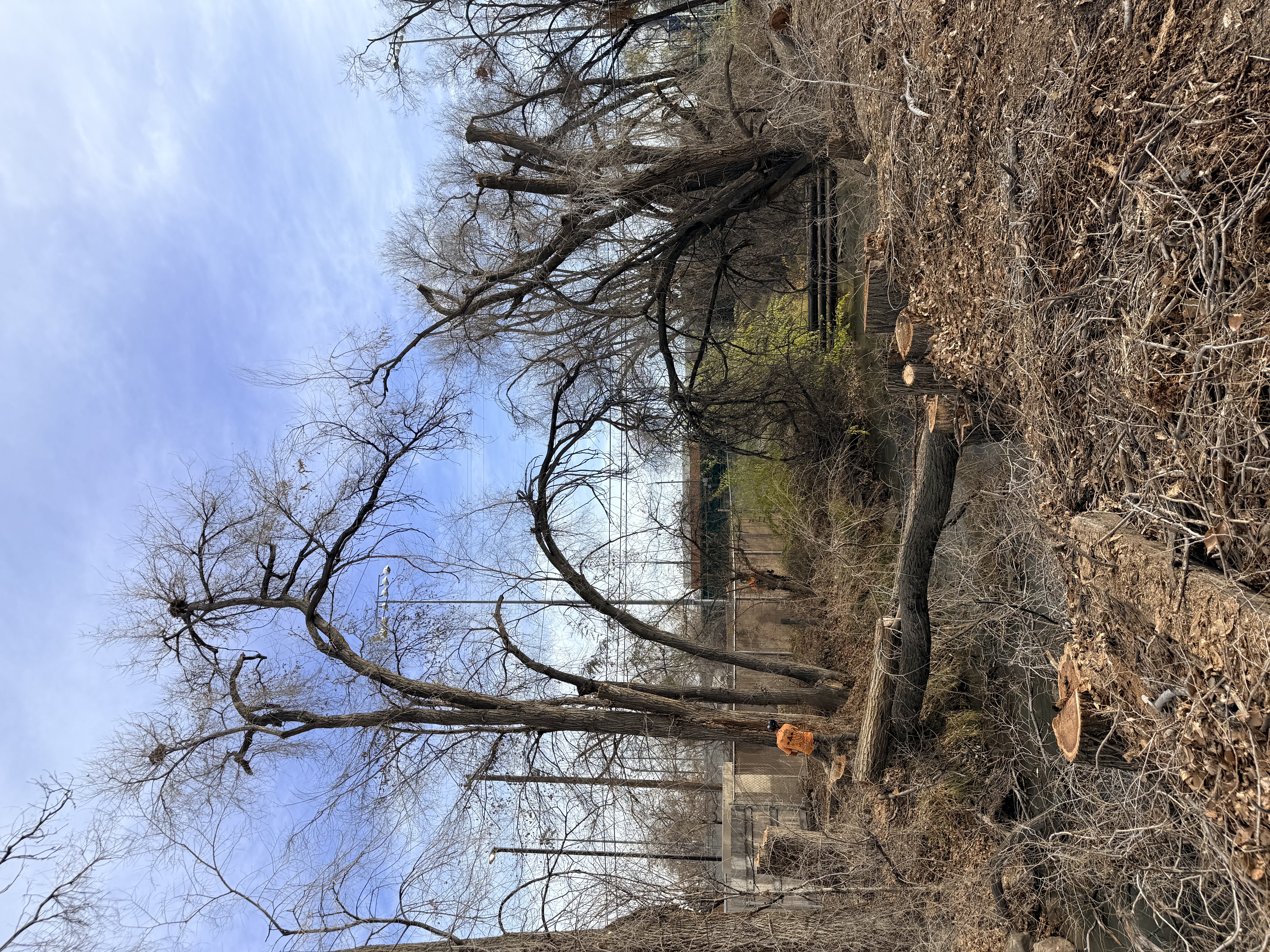 Large tree removal