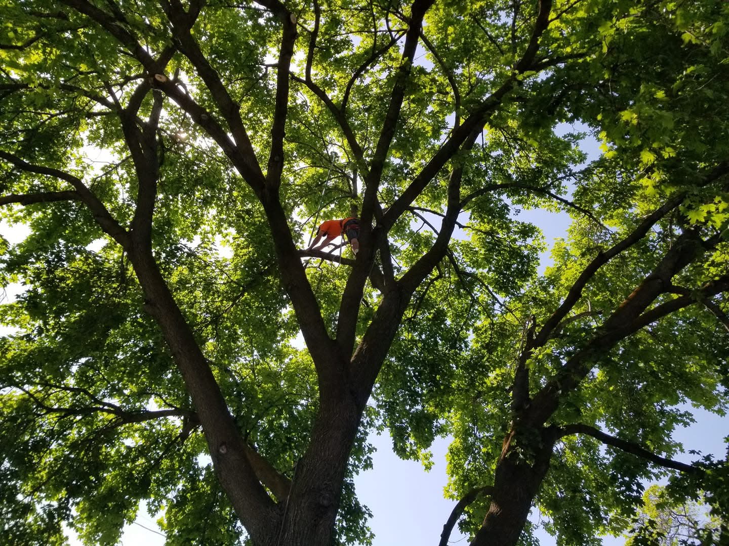 The Tree Guy - Tree Service Meridian ID